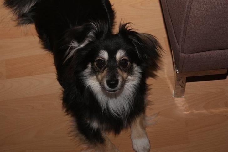 Blanding af racer Simba billede 7