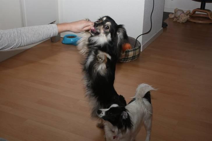 Blanding af racer Simba billede 8