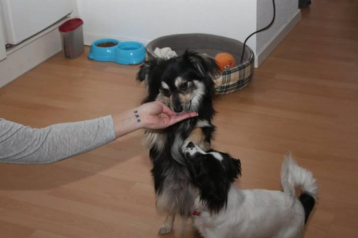 Blanding af racer Simba billede 9