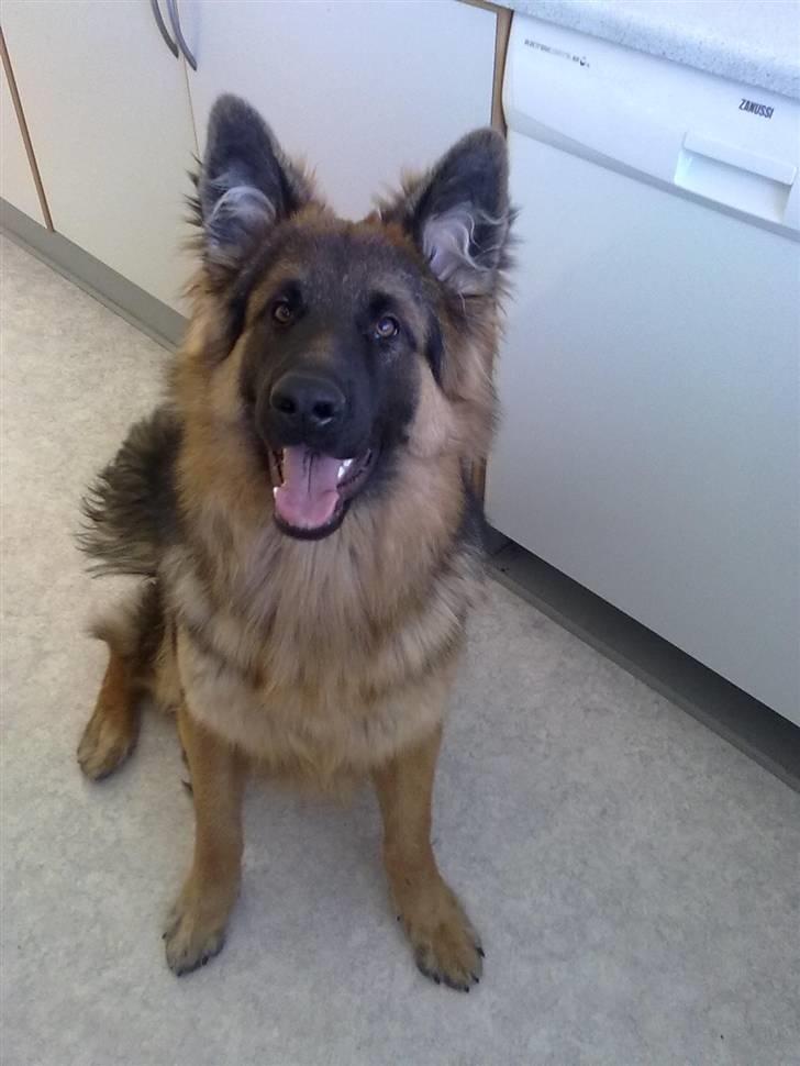 Schæferhund Canto billede 17