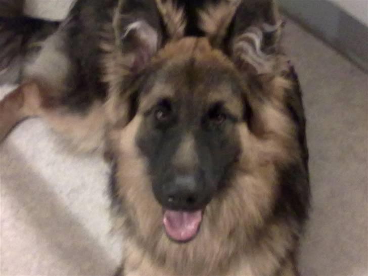 Schæferhund Canto billede 18