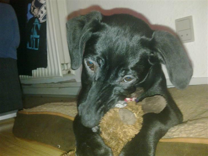 Blanding af racer zika - Zika med sin yndlings bamse, den eneste der har overlevet mere end 5 minutter;O)  billede 2