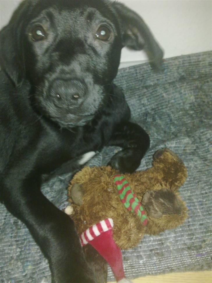 Blanding af racer zika - det var altså ikk mig moar billede 3