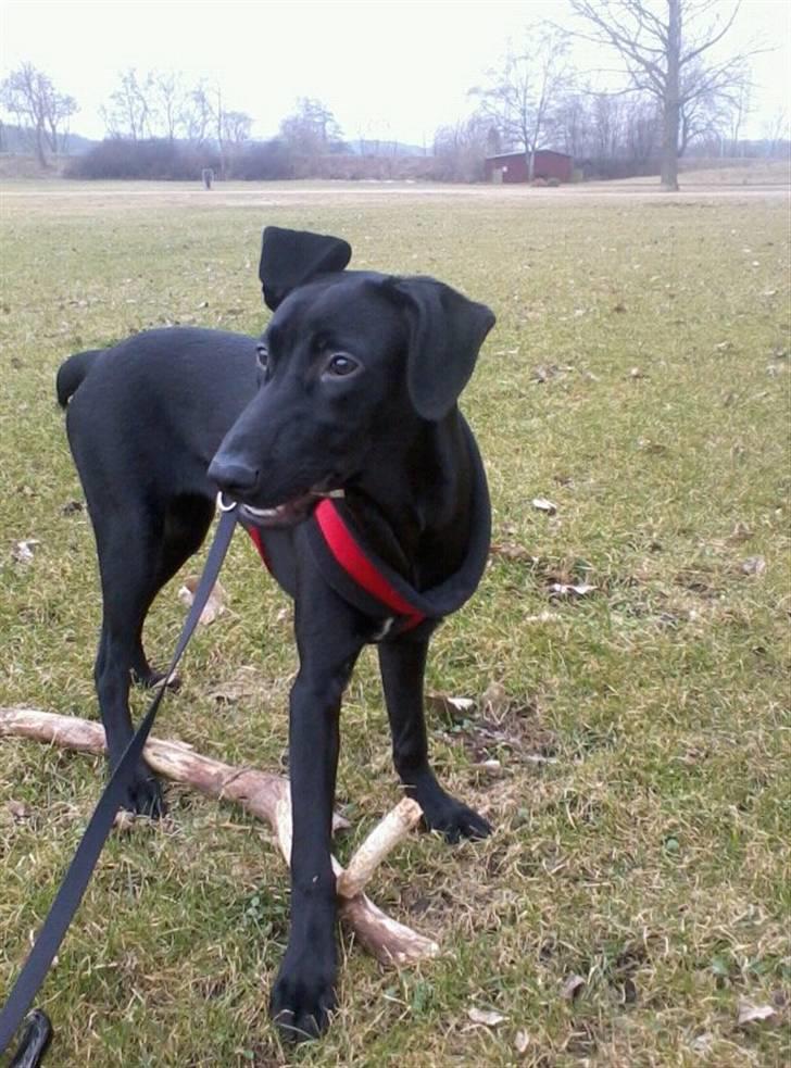 Blanding af racer zika - hmmm kan jeg mon lave noget ballade her nogen steder?? billede 4