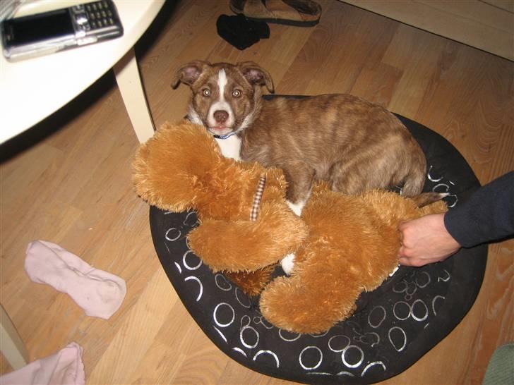 Blanding af racer Saxo billede 12