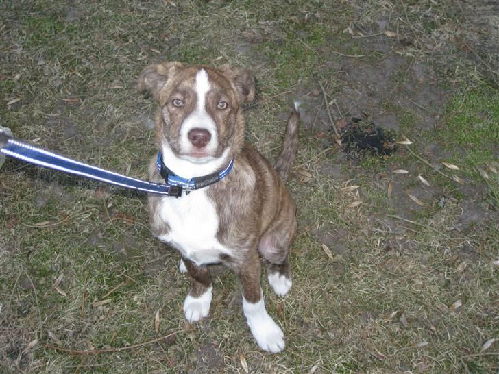 Blanding af racer Saxo billede 13