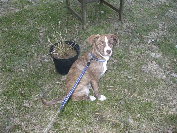 Blanding af racer Saxo billede 14