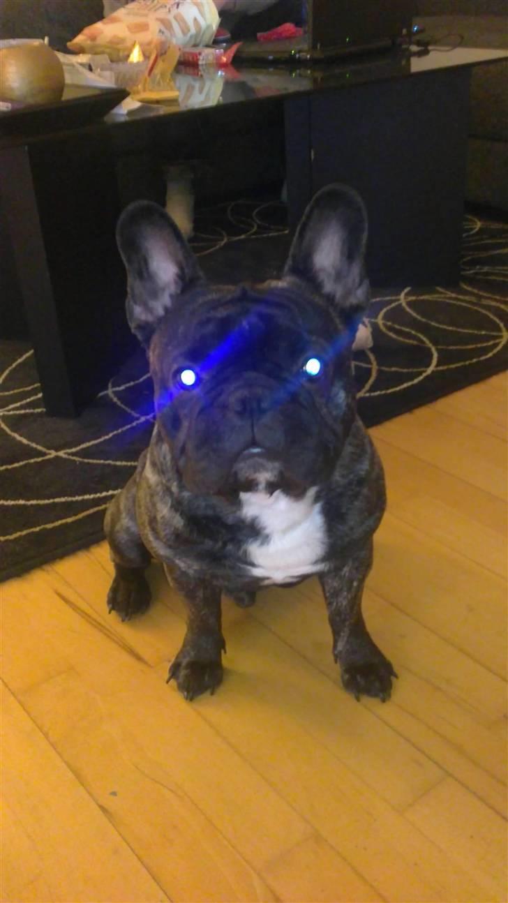 Fransk bulldog Kejser billede 14