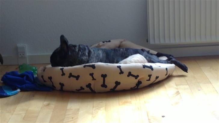 Fransk bulldog Kejser billede 15