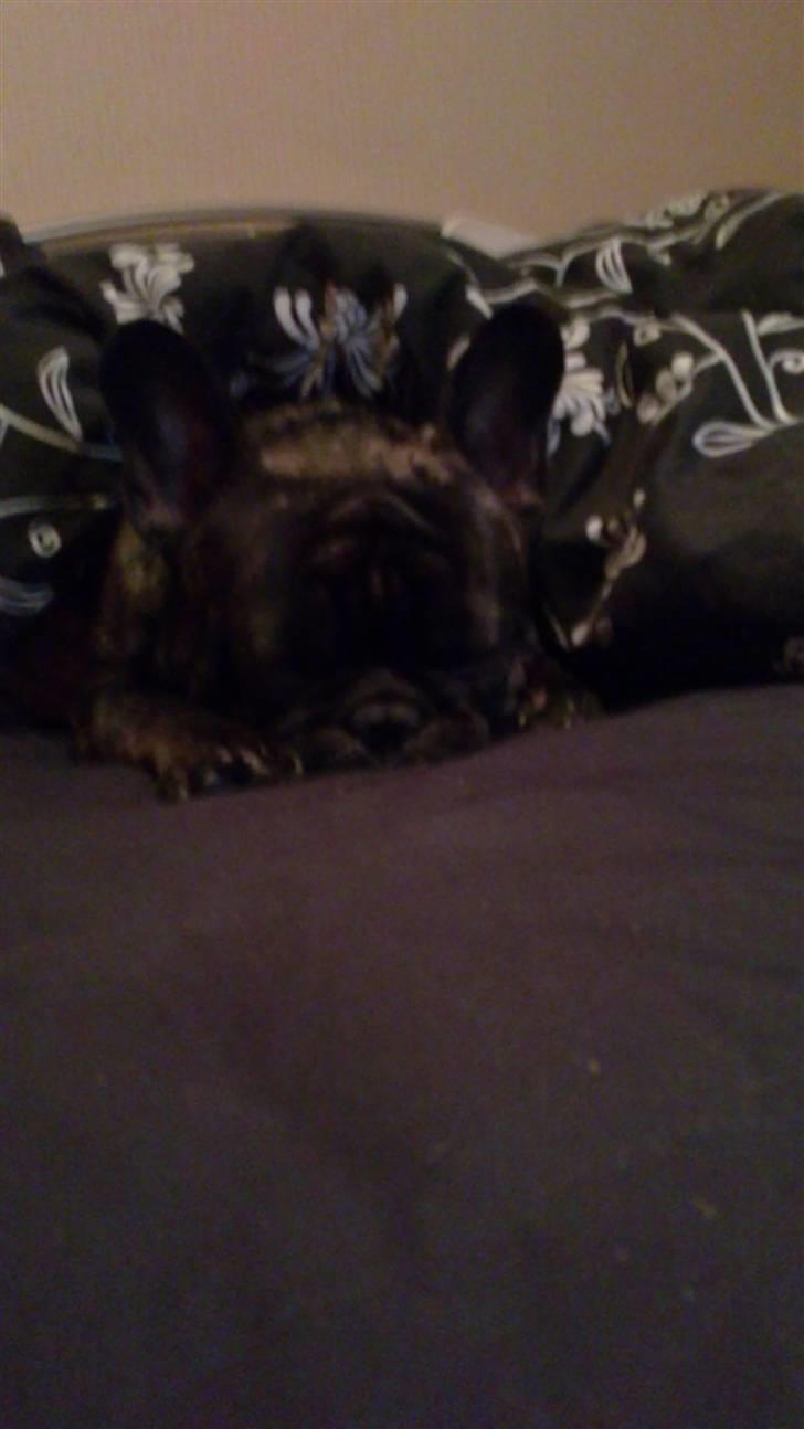 Fransk bulldog Kejser billede 16