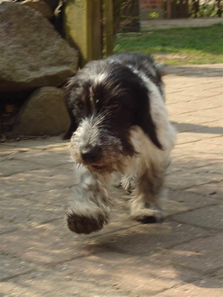 Blanding af racer Klara kluk!<3 billede 1