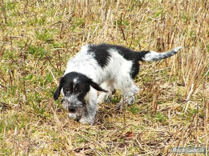 Blanding af racer Klara kluk!<3 billede 2