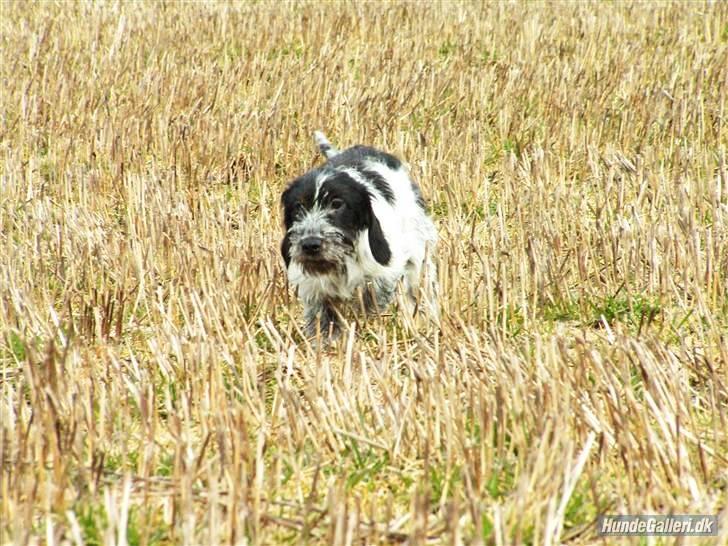 Blanding af racer Klara kluk!<3 billede 3