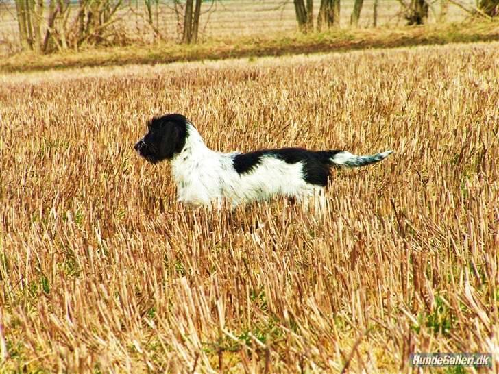 Blanding af racer Klara kluk!<3 billede 4