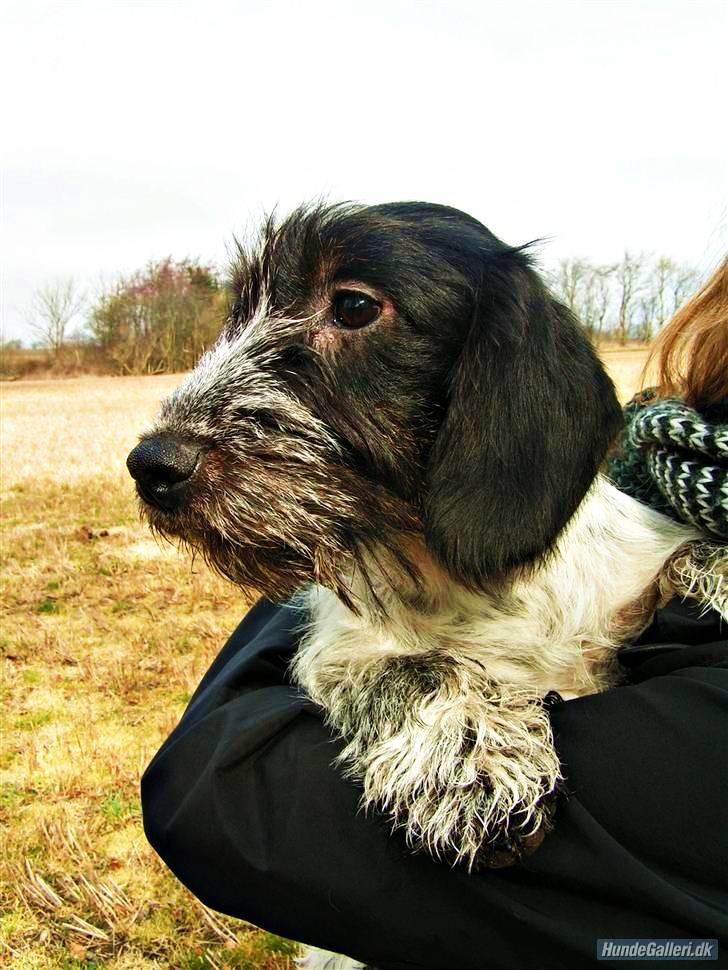 Blanding af racer Klara kluk!<3 billede 6