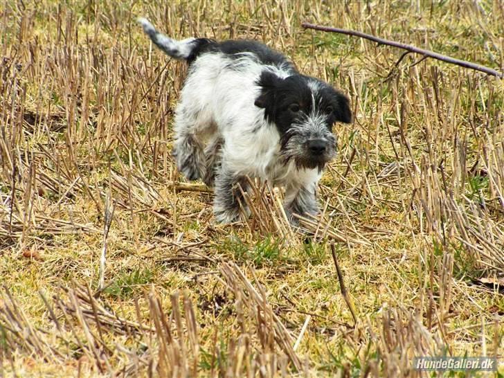 Blanding af racer Klara kluk!<3 billede 8