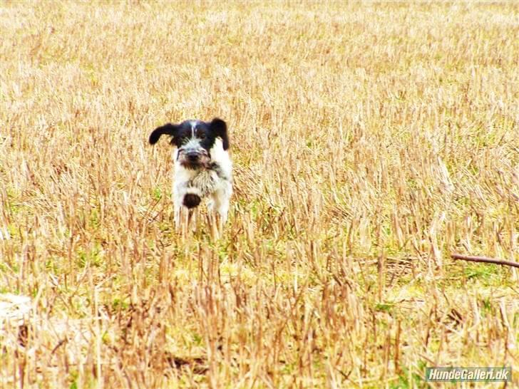 Blanding af racer Klara kluk!<3 billede 9