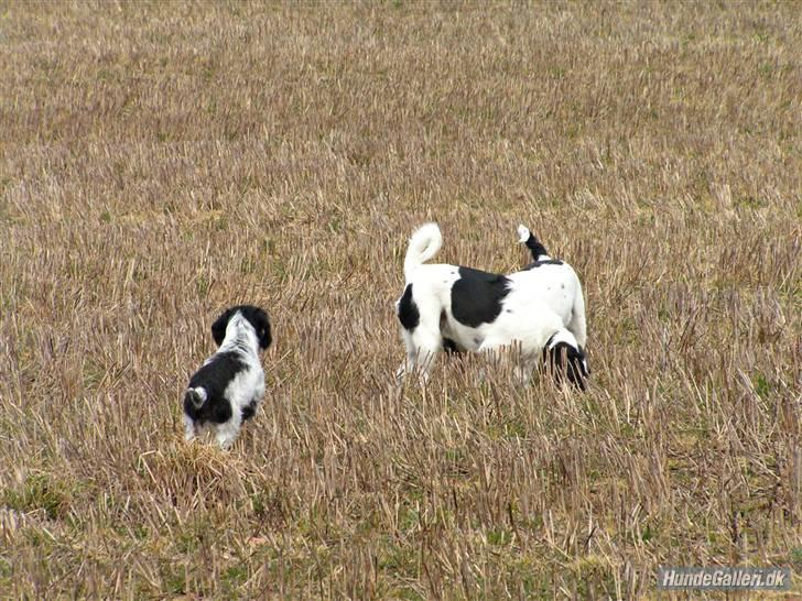 Blanding af racer Klara kluk!<3 billede 10