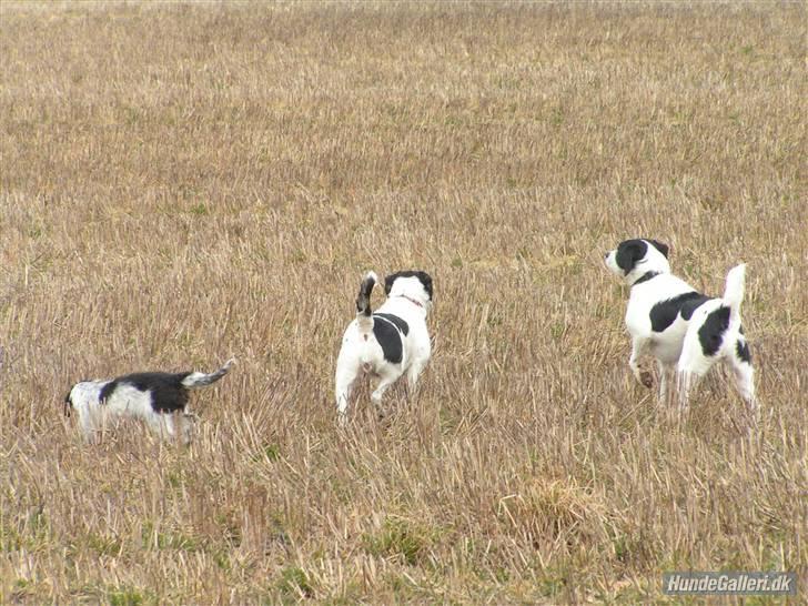 Blanding af racer Klara kluk!<3 billede 11