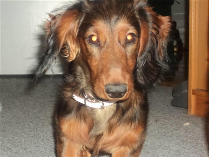 Dværggravhund Emma billede 8