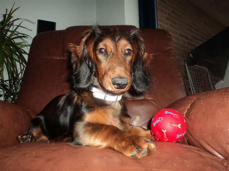 Dværggravhund Emma billede 9