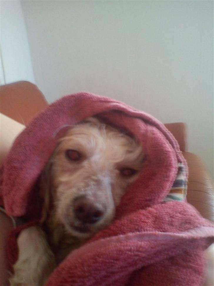 Chinese crested powder puff Bumle <3 - Grimling :P billede 12