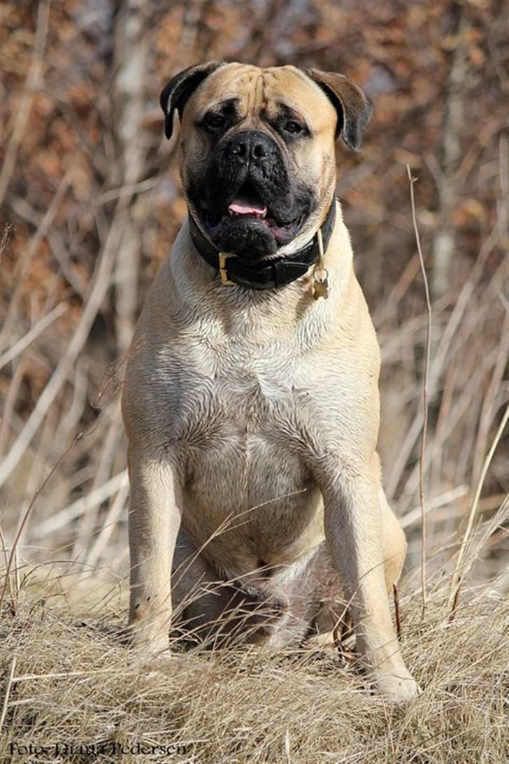 Bullmastiff > Benjamin < billede 2