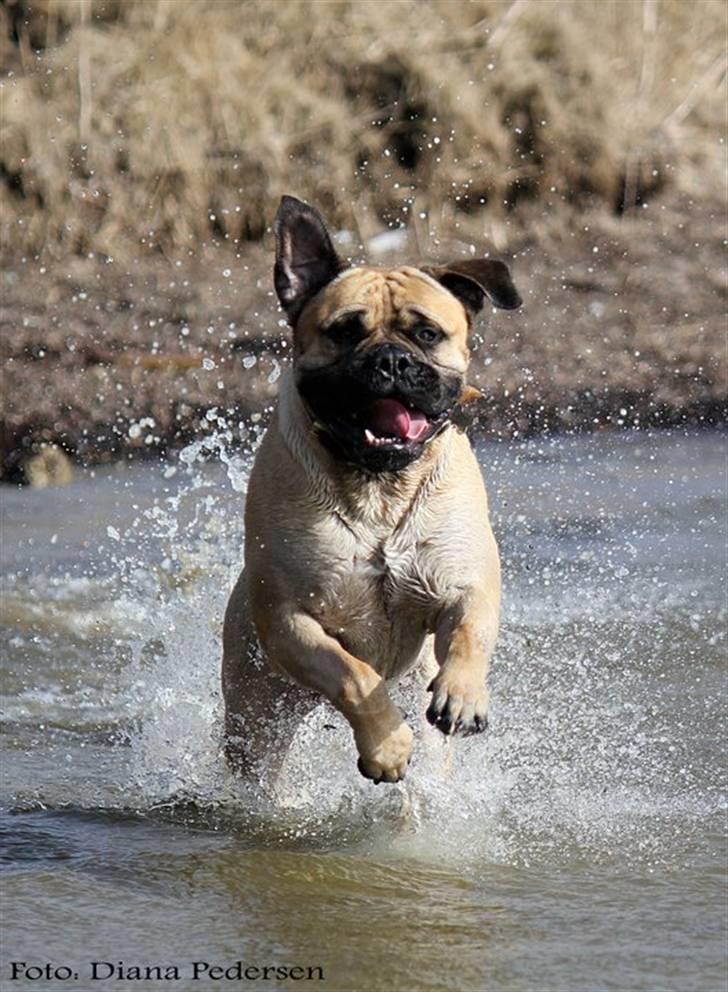 Bullmastiff > Benjamin < billede 4