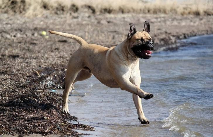 Bullmastiff > Benjamin < billede 6