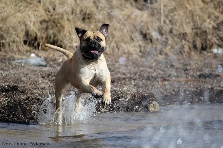 Bullmastiff > Benjamin < billede 7