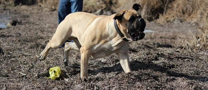 Bullmastiff > Benjamin < billede 9