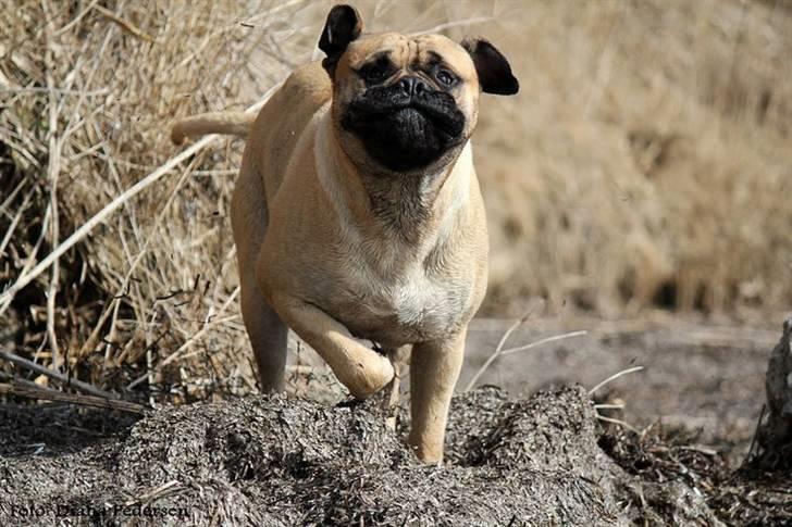 Bullmastiff > Benjamin < billede 11