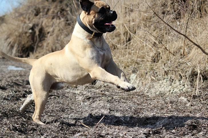 Bullmastiff > Benjamin < billede 12