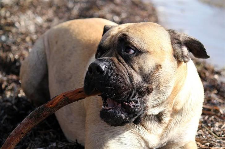 Bullmastiff > Benjamin < billede 13