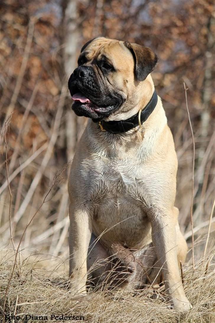 Bullmastiff > Benjamin < billede 14