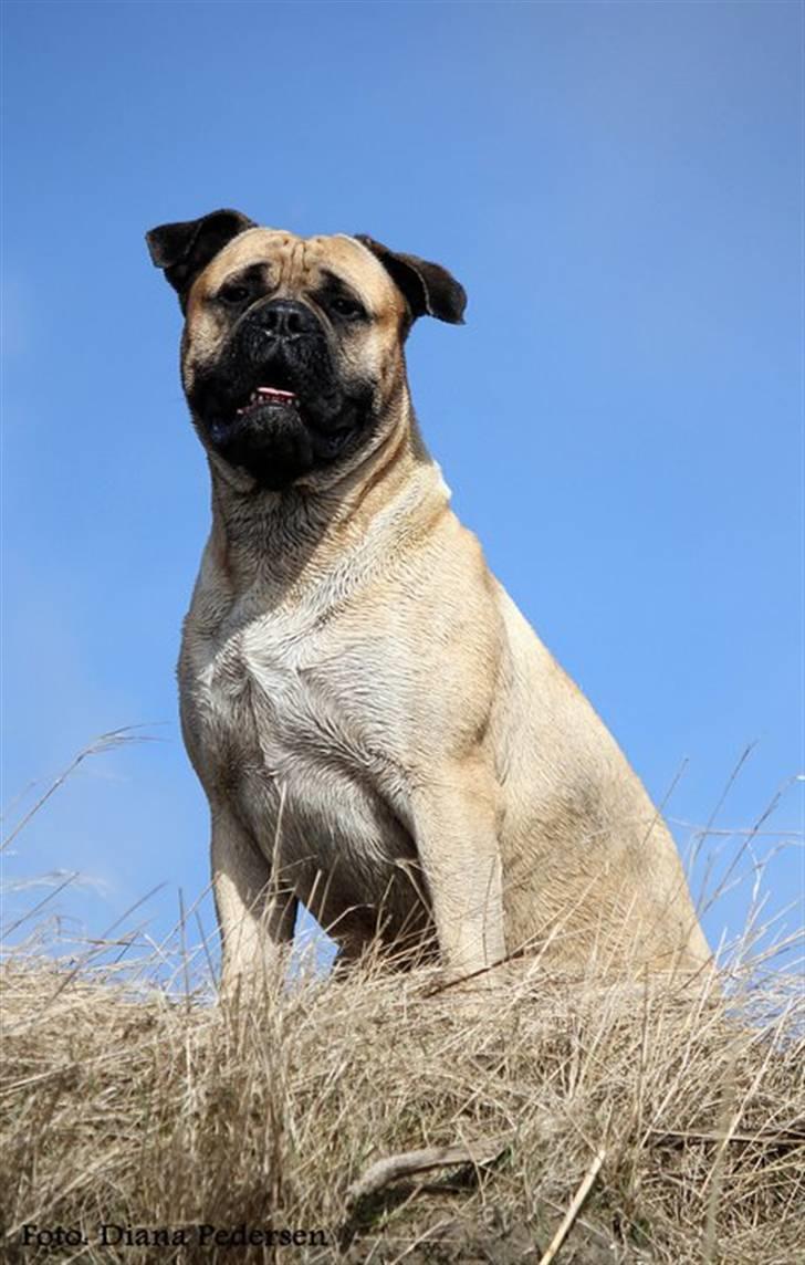 Bullmastiff > Benjamin < billede 15