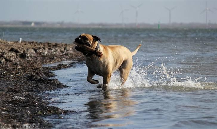 Bullmastiff > Benjamin < billede 16