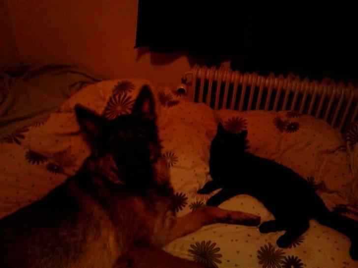 Blanding af racer Basse billede 7