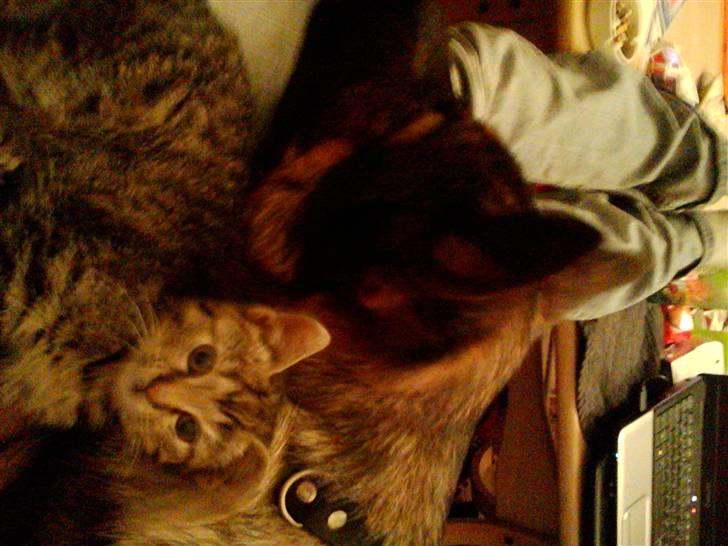 Blanding af racer Basse billede 8