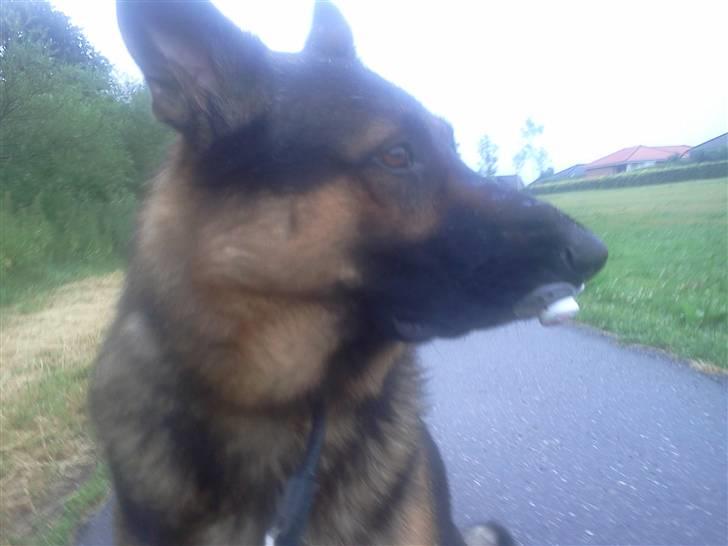 Blanding af racer Basse billede 9