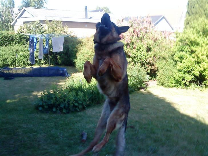 Blanding af racer Basse billede 10