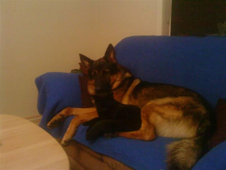 Blanding af racer Basse billede 11