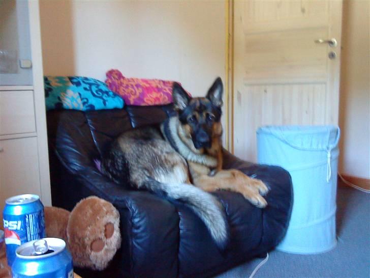 Blanding af racer Basse billede 12