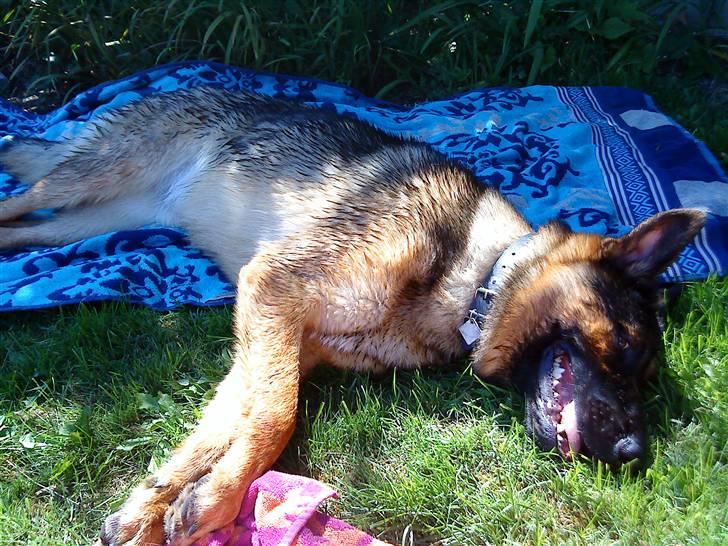 Blanding af racer Basse billede 13