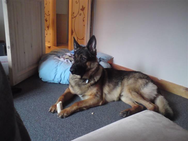 Blanding af racer Basse billede 15