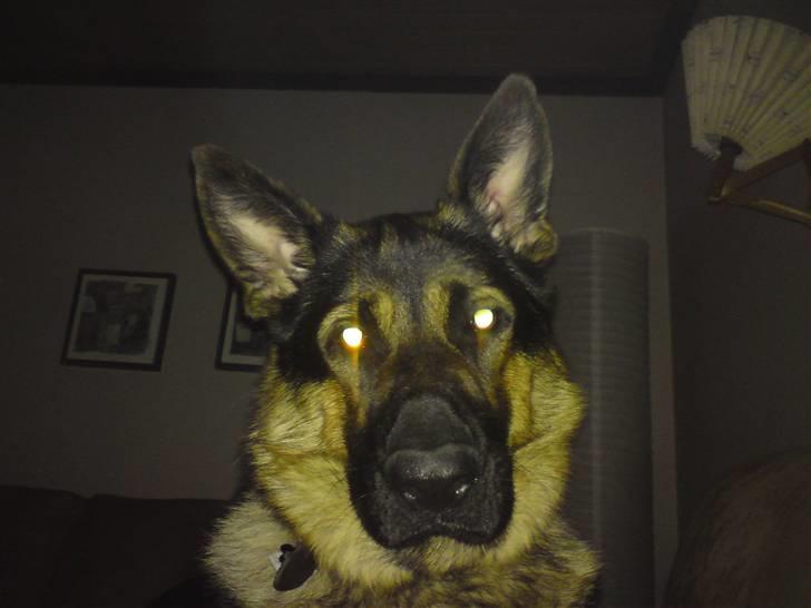 Blanding af racer Basse billede 16