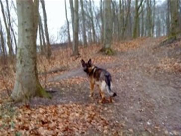 Blanding af racer Basse billede 17