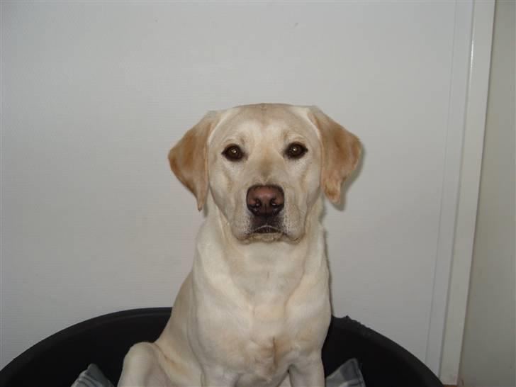 Labrador retriever Cato - Marts 2011 billede 17
