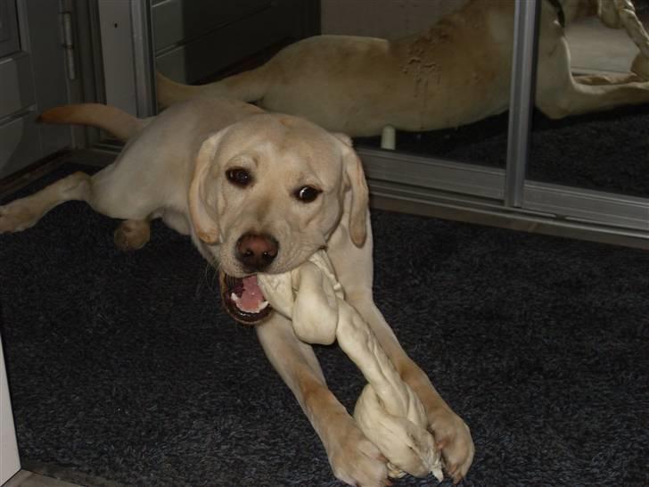 Labrador retriever Cato - Marts 2011 billede 18