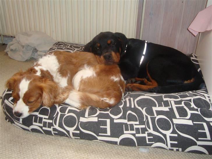 Cavalier king charles spaniel Coockie Nørgaard billede 16